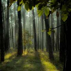Quiet Forest Recording | Lewitt 540s | Zoom F6