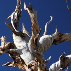 Bristlecone pines
