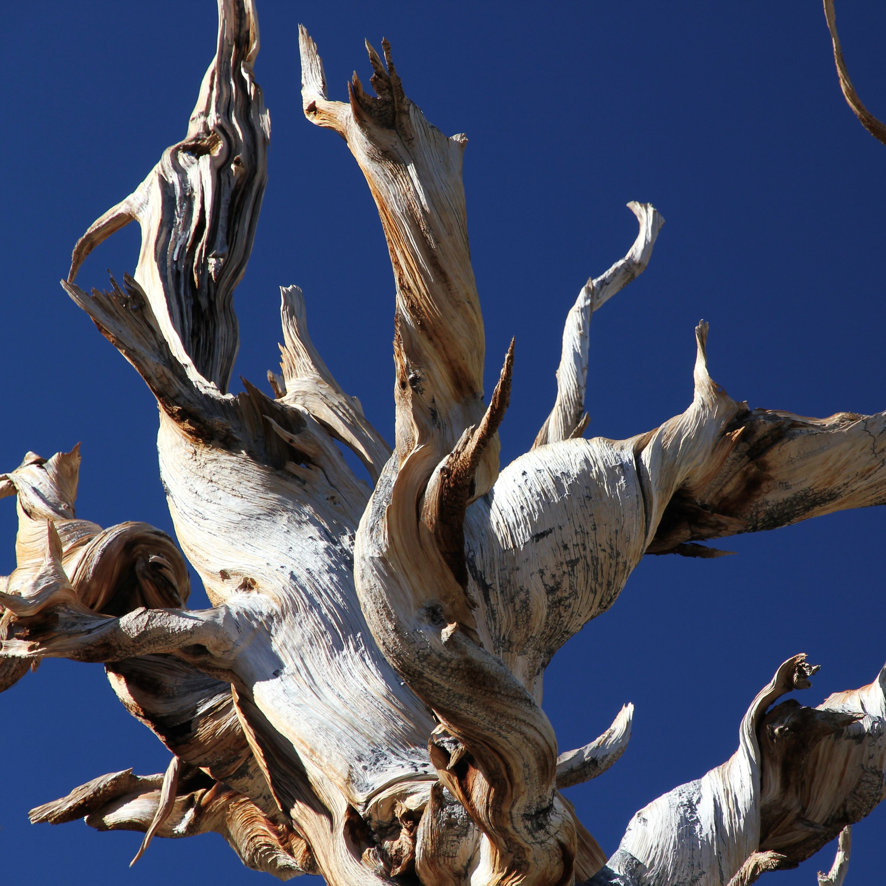 Bristlecone pines episode artwork