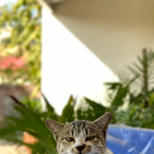 Stream Jazz Cat (Loop) by Tabinda Mustershad Listen online for free