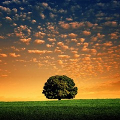 Shady Tree
