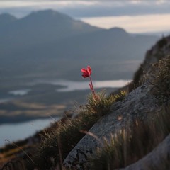 Be Thou Supreme - Instrumental (hymn #367)