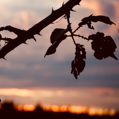 Shattered Light