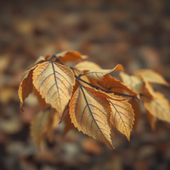 1968 पतझड़ — एक छोटी बुढ़ापा है पतझड़ — एक छोटी मृत्यु है  hard rock, blues