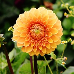 Après l’été, comment chouchouter jardin et balcon ?