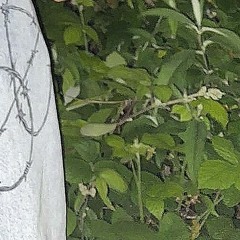 THIVF X DG.LOOLYY - DAMAGE