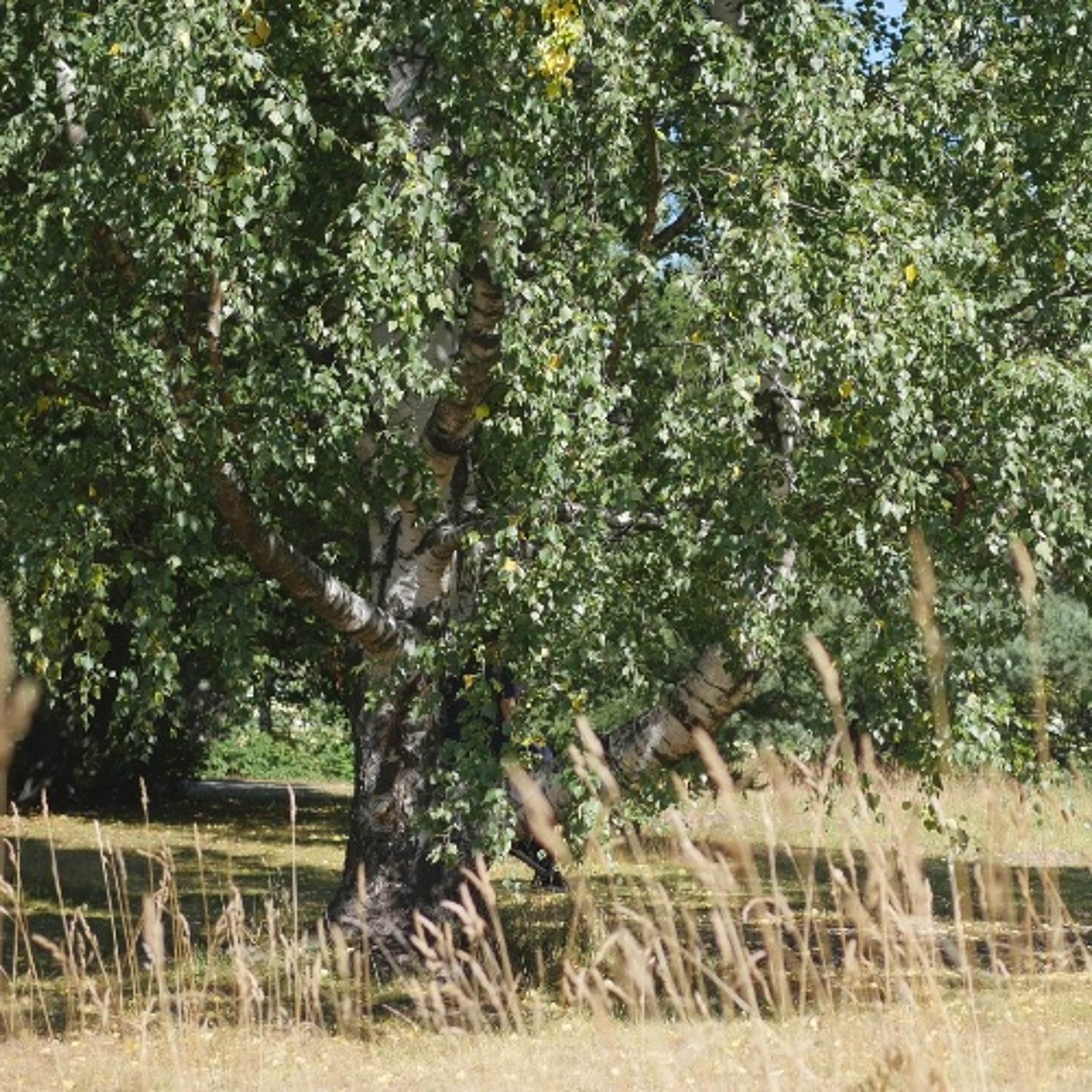 Hos björken i Lappviken-6 episode artwork