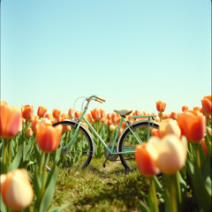 Bicylcle Love - Netherlands and bicycle