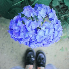 あじさいの咲く丘で