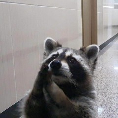 lan dau tien raccoon biet danh dj