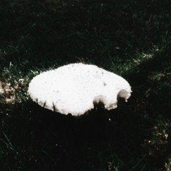 Memory Prints In Black And White - DEMO