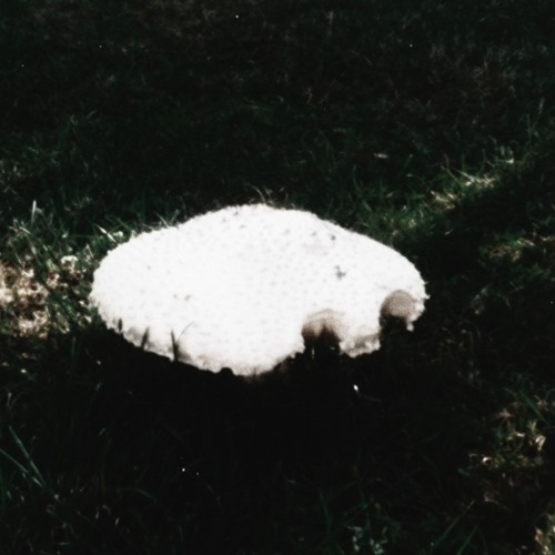 Memory Prints In Black And White - DEMO