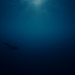 Relaxing Sleep Music with Underwater Whale Sounds (Extended) | Meditation, Yoga & Ambient