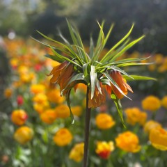 Keukenhof