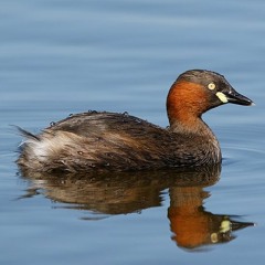 Little Grebe Caistron Coquetdale