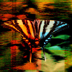Moth Deviation
