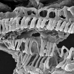 Xylem