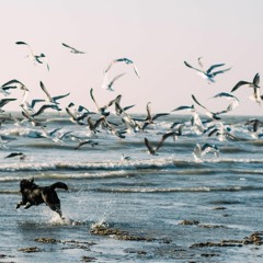 PIANO_IMPROVV_N°26 - "Birds Arrival On A Solitary Beach"