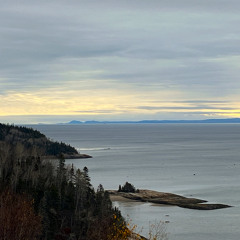 Le voyage des baleines