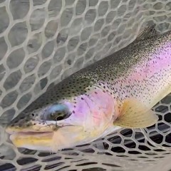 Guide Chronicles Show #45 - The Skwala Stonefly Hatch