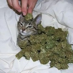 3 joints in bitch #webcults