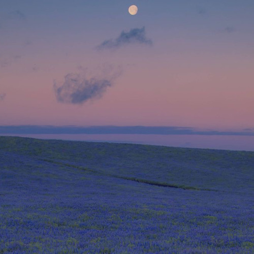 Moonlight