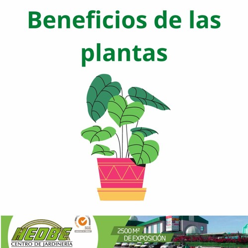 Stream Beneficios de las plantas by User 282676486 | Listen online for free  on SoundCloud