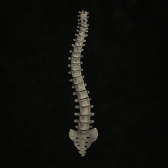 Spinal