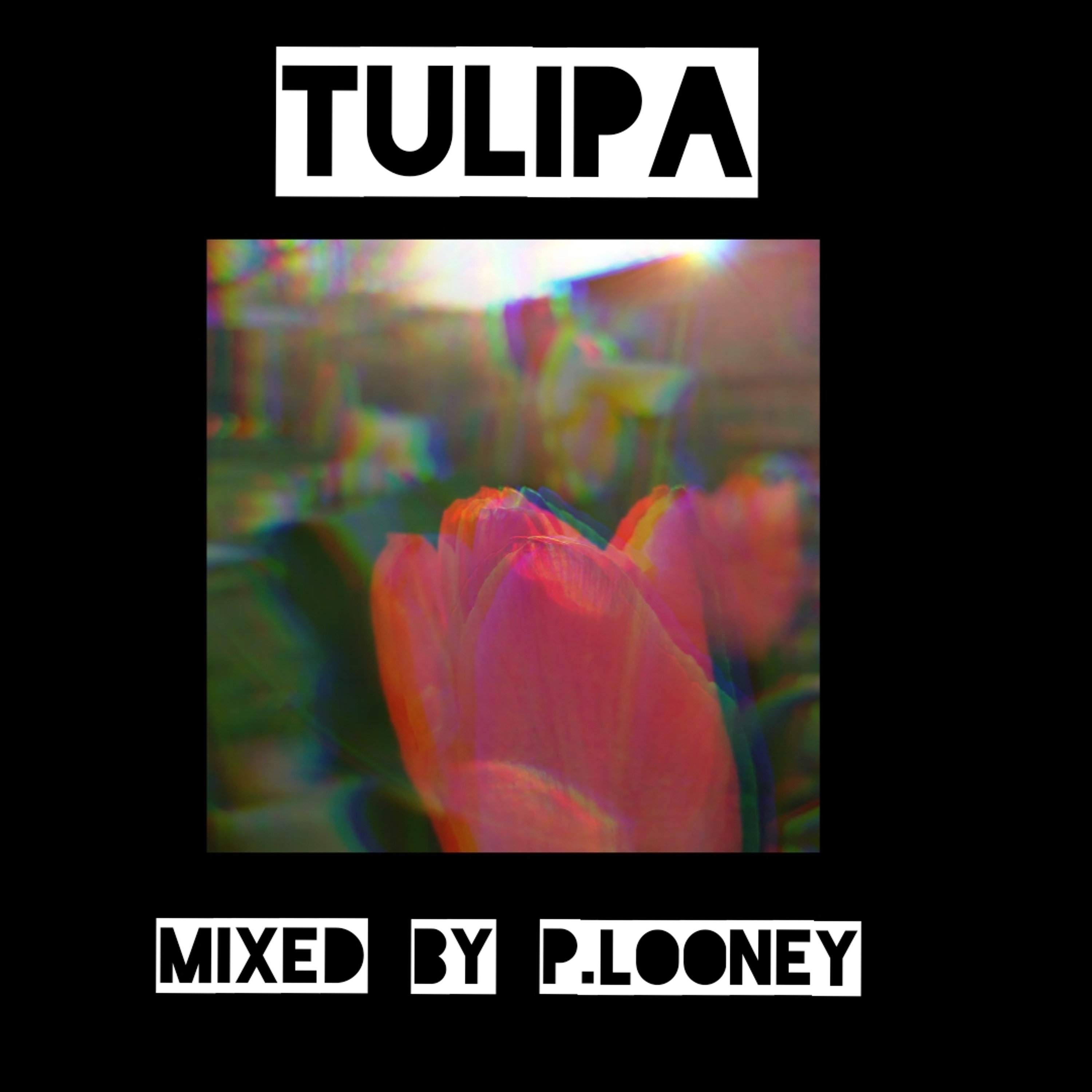 Tulipa episode artwork