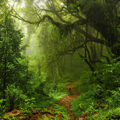 #79 ⪮ Castle Forest// Ambient-Luçïd // Sound Medicine