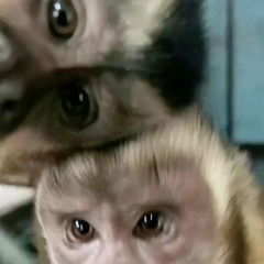 monkey sees (prod. tykun)