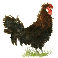 Poulet rustique à croissance lente