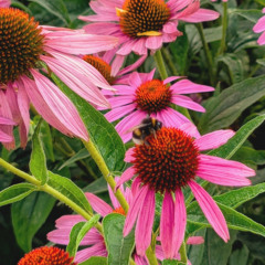 Bubble of Nonsense #65