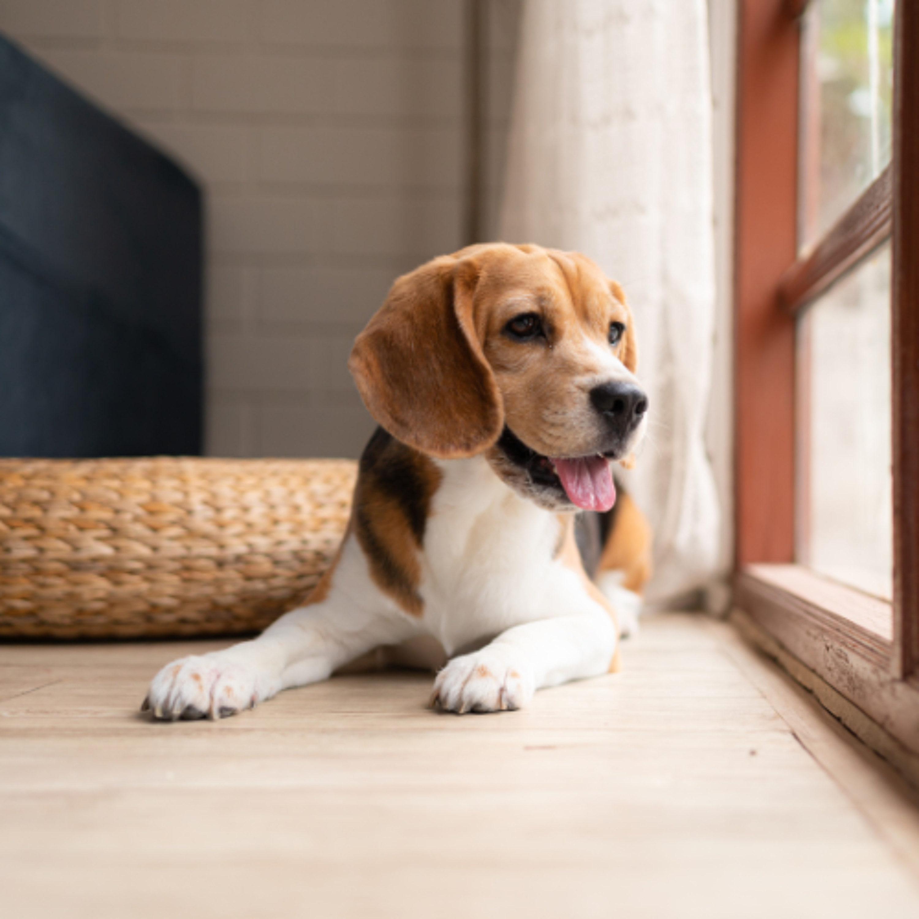 Unmasking Cushing’s Syndrome: Top Questions Answered & Myths Debunked