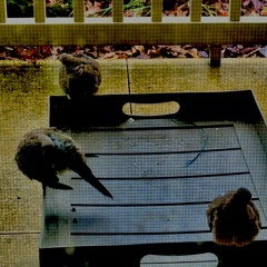 Mourning Doves