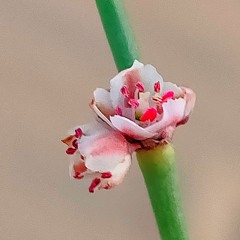 خلف بن هذال