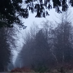 Woke Up New - The Mountain Goats (Cover)