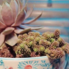 Fossil Fuels (instrumental)