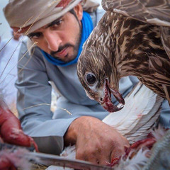 يا قاطع الوصل - ميحد حمد