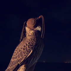 ‎⁨🪶 يا أحمد توصيني على الشاهين⁩.