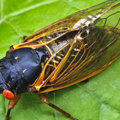 Cicada Invasion 2024
