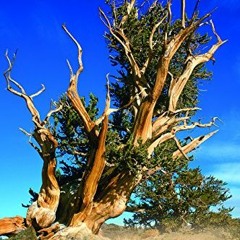 Read online Bristlecone Book: A Natural History of the World's Oldest Trees by  Ronald M. Lanner