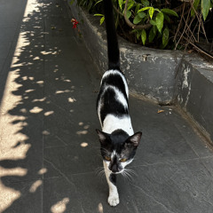 do cats think our hands are tongues when we pet them? (n95 flip)