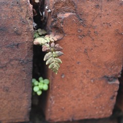 the iris breath (demo)