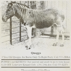 embix - 3 Year Old Quagga For Barter Only To Right Party Call 555-ZBRA