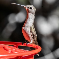 Black Chinned Hummingbird May 2, 2020, Santa Fe, New Mexico