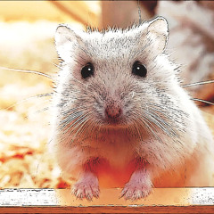 The Hampsterdance Song (Spring 2024 Cover)