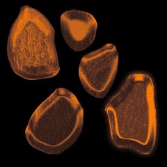 episode II: baltic amber - RDVSK
