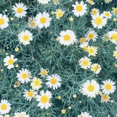 Que locura - PipeLuxx