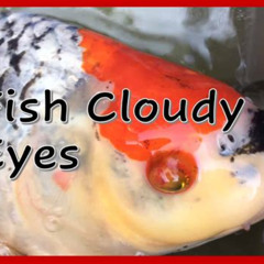Best Cloudy Eye Treatment Fish Reviews